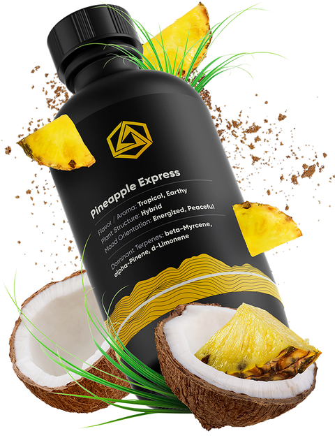Pineapple Express Terpene Profile